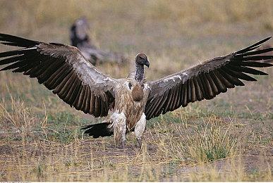 像素动作游戏《双雄编年史：天照之怒》确定发售日